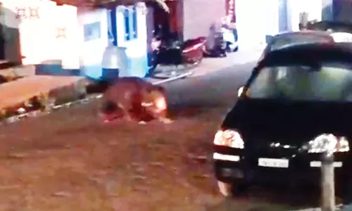 கோத்தகிரியில் போலீஸ் நிலையம் அருகே சுற்றி திரியும் கரடி