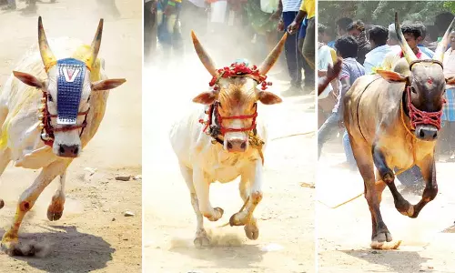 கம்மவான்பேட்டை காளை விடும் திருவிழா