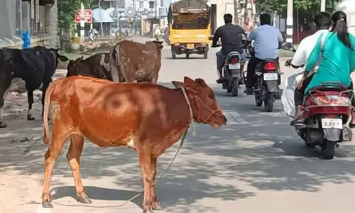 ஆவடியில் சாலையில் சுற்றித்திரிந்த 184 மாடுகளின் உரிமையாளர்களிடம் ரூ.3 லட்சம் அபராதம் வசூல்