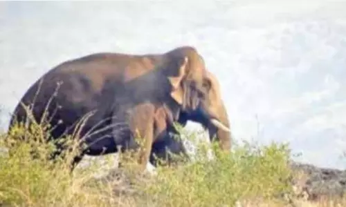 சாலையில் நின்று கொண்டு கிராம மக்களை விரட்டும் ஒற்றை யானை