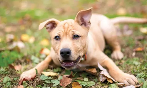 வெறிநாய் தடுப்பூசி முகாம் -  நாளை நடக்கிறது