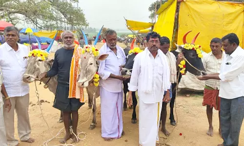 ஓசூர் சப்பளம்மா கோவிலில் மாட்டு திருவிழா