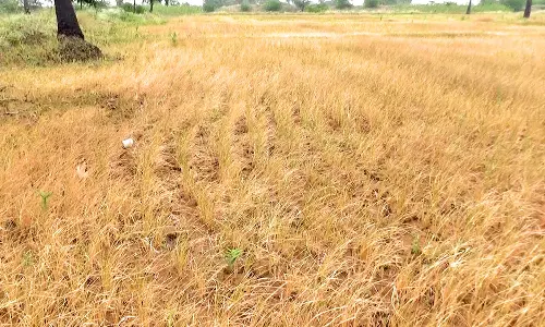 பாசனத்திற்காக திறக்கப்பட்ட மணிமுத்தாறு அணை தண்ணீர் வராததால் கருகிய நெற்பயிர்கள்- சாத்தான்குளம்  பகுதி விவசாயிகள் வேதனை