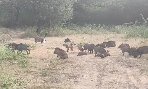 பண்ணாரி சோதனை சாவடி பகுதியில் முகாமிட்ட காட்டு பன்றிகள்