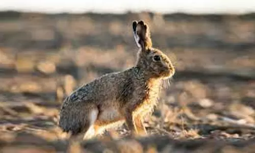 முயல்வேட்டைக்கு வலைவிரித்தகூலி தொழிலாளி கைது