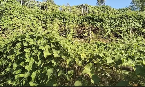 கோத்தகிரியில் மேரக்காய் விலை சரிந்தது