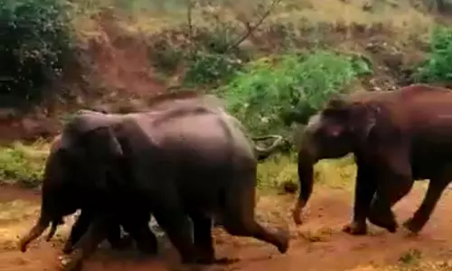 குடியிருப்புகள்-சாலைகளில் சுற்றி திரிந்த காட்டு யானைகள்