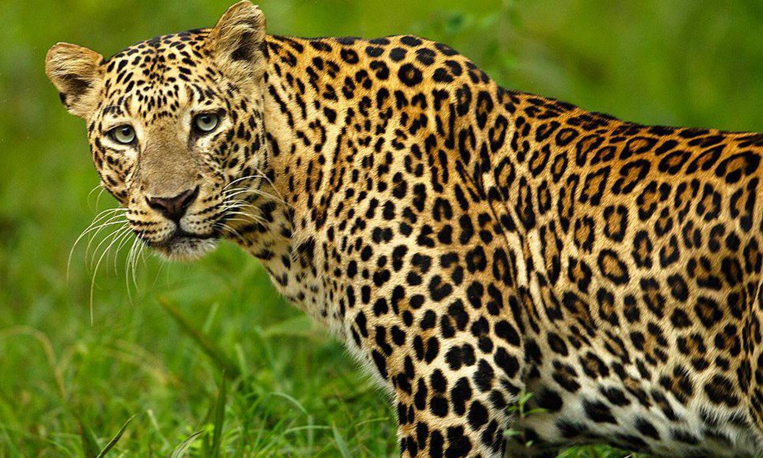 கோத்தகிரியில் இன்று காலை சிறுத்தை தாக்கி கூலித்தொழிலாளி படுகாயம்