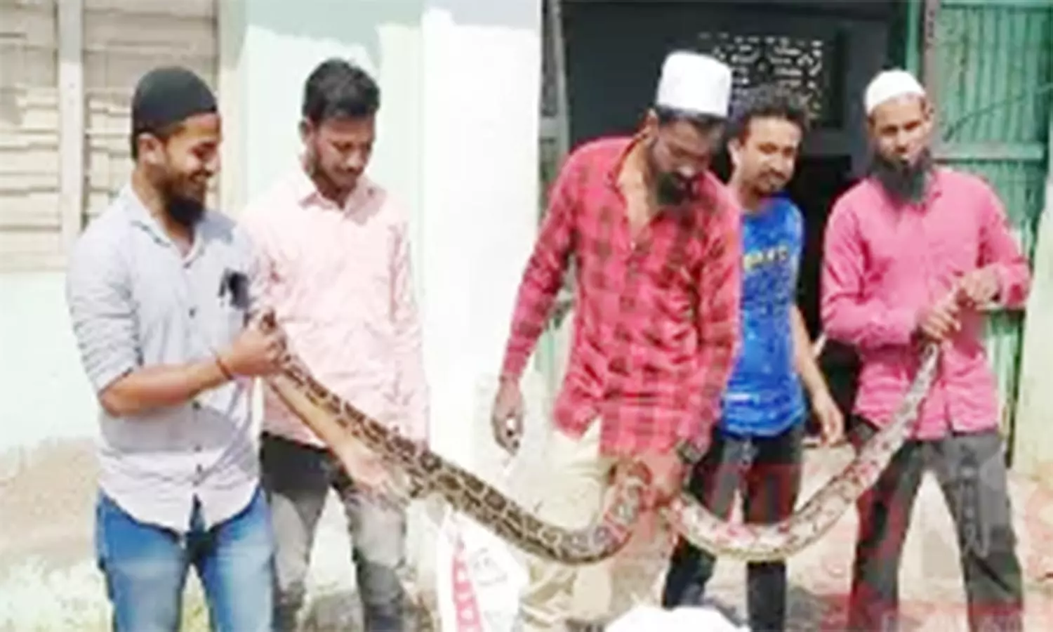 தோல் தொழிற்சாலையில் புகுந்த மலைப்பாம்பு தோல் தொழிற்சாலையில் புகுந்த மலைப்பாம்பு