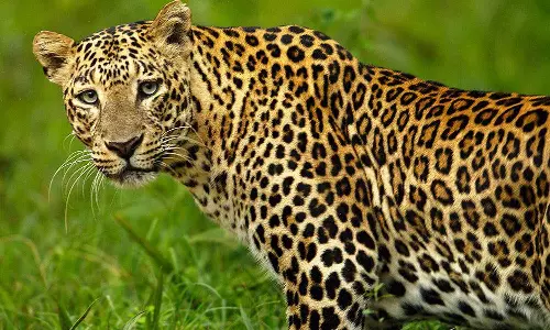 கோத்தகிரியில் இன்று காலை சிறுத்தை தாக்கி கூலித்தொழிலாளி படுகாயம்