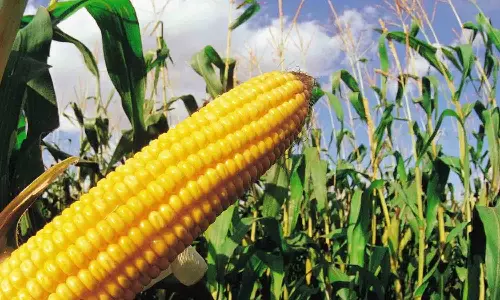 சோளத்தட்டு தட்டுப்பாட்டால் கால்நடை தீவன பற்றாக்குறை அபாயம்