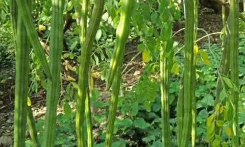 முருங்கையில் பூச்சி தாக்குதலை கட்டுப்படுத்தும் வழிகள் - அதிகாரி விளக்கம்