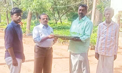 விவசாயிகளுக்கு இதுவரை 10.5 லட்சம் கத்தரி நாற்றுகள் வினியோகம்