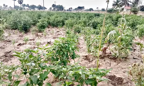 மிளகாய் செடியில் இலை சுருட்டல் நோயை கட்டுப்படுத்த கோரிக்கை