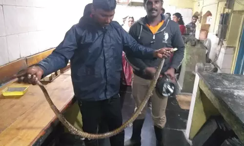 கோத்தகிரியில்10 அடிநீள பாம்பு பிடிபட்டது