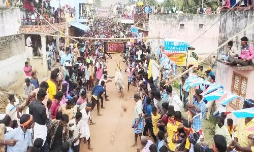 மாடு விடும் விழாவில் 115 காளைகள் சீறிப்பாய்ந்து ஓடியது