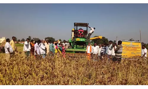 எந்திரம் மூலம் ராகி அறுவடை செயல் விளக்கம்