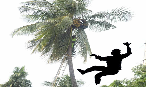 தென்னை மரத்தில் இருந்து தவறி விழுந்து தொழிலாளி பலி