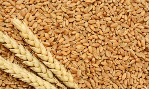 விலை உயர்வை கட்டுப்படுத்த 30 லட்சம் டன் கோதுமை வெளிச்சந்தையில் விற்பனை- மத்திய அரசு முடிவு