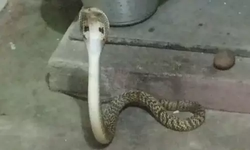 பாம்புடன் செல்பி எடுக்க ஆசைப்பட்ட வாலிபருக்கு நேர்ந்த கதி