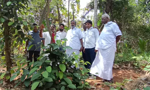 சமதள நிலத்தில் மிளகு சாகுபடி-புதுச்சேரி அமைச்சர் ஜெயகுமார் நேரில் பார்வையிட்டார்