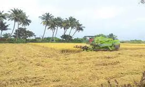 பிள்ளபாளையத்தில் நெல் அறுவடை பணி