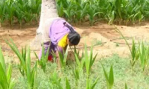 கிருஷ்ணராயபுரத்தில் தென்னை பராமரிப்பு பணிகள்