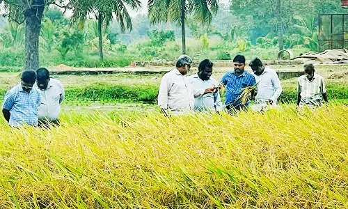 வேளாண்மை துறை சார்பில் ஆடுதுறையில், சம்பா விதை நெல் உற்பத்தி குறித்து ஆய்வு