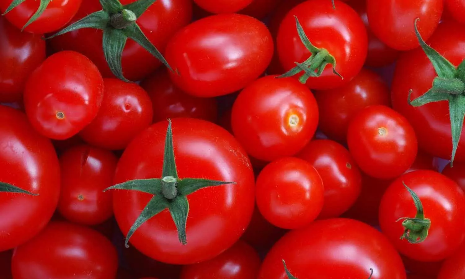 வரத்து அதிகரிப்பால் தக்காளி விலை குறைவு வரத்து அதிகரிப்பால் தக்காளி விலை குறைவு