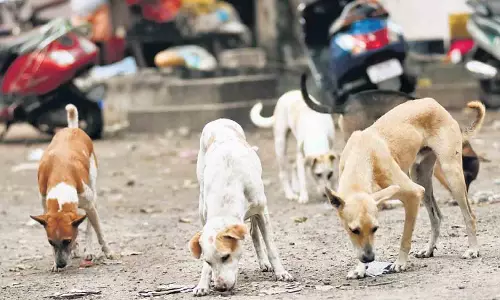 தெரு நாய்களை கட்டுப்படுத்த கோரிக்கை