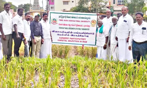 விவசாயிகளின் பங்களிப்புடன் நெல்லில் ரகம் தேர்வு