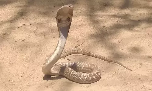 நாட்டறம்பள்ளி அரசு பள்ளியில் புகுந்த பாம்பு