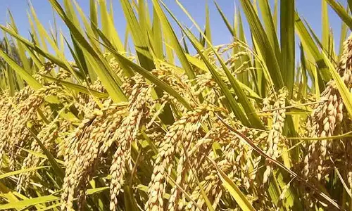 முறையாக பராமரிக்கப்படாத 2,250 கிலோ நெல்விதை விற்க தடை