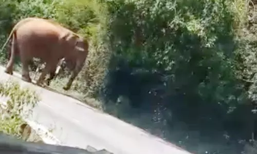 கோத்தகிரி-மேட்டுப்பாளையம் சாலையில் சுற்றி திரிந்த ஒற்றை காட்டு யானை