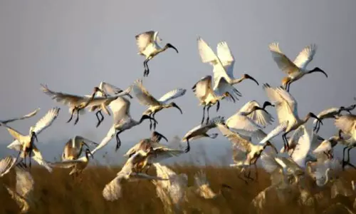 திண்டுக்கல் மாவட்டத்தில்  ஈரநில பறவைகள் கணக்கெடுப்பு நாளை தொடக்கம் இன்று வனத்துறை சார்பில் பயிற்சி