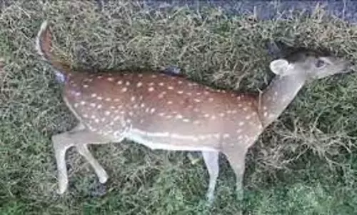 திட்டக்குடி அருகே  வாகனத்தில் அடிபட்ட பெண் மான்