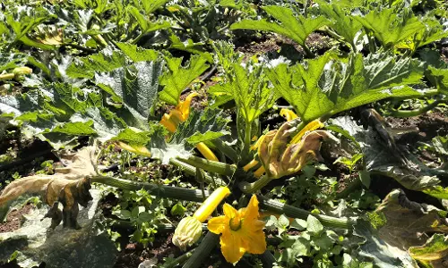 விளைச்சல் குறைந்த சைனீஸ் காய்கறிகள்