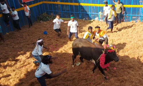 ஆத்தூர் கூலமேட்டில் ஜல்லிக்கட்டு 600 காளைகள், 300 வீரர்கள் பங்கேற்பு