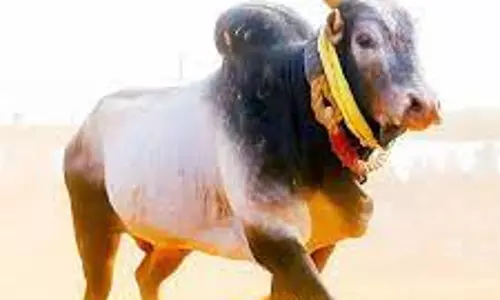 வேலூர் மாவட்டத்தில் மாடு விடும் விழா ரத்து