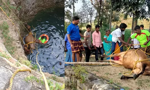 கிணற்றில் தவறி விழுந்த பசு மாடு