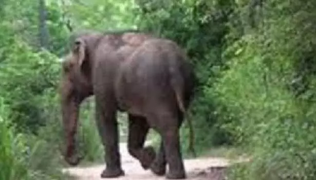 கேரள மாநிலம் இடுக்கியில் விளை நிலங்களுக்குள் புகுந்து காட்டு யானைகள் மீண்டும் அட்டகாசம் கேரள மாநிலம் இடுக்கியில் விளை நிலங்களுக்குள் புகுந்து காட்டு யானைகள் மீண்டும் அட்டகாசம்