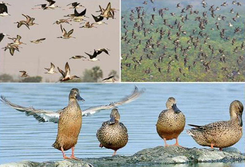 புதுக்கோட்டை மாவட்ட வனத்துறை சார்பில் 20 ஈர நிலங்களில் பறவைகள் கணக்கெடுக்கும் பணி