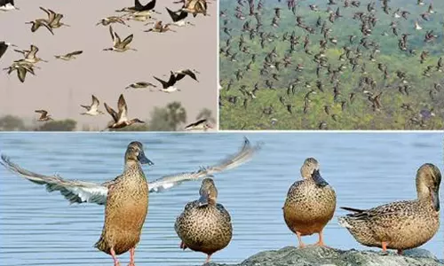 புதுக்கோட்டை மாவட்ட வனத்துறை சார்பில் 20 ஈர நிலங்களில் பறவைகள் கணக்கெடுக்கும் பணி