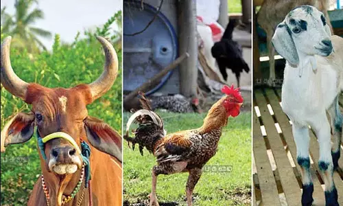 உடுமலை மலை கிராமங்களில் சிறப்பு கால்நடை மருத்துவ முகாம் நடத்தப்படுமா?