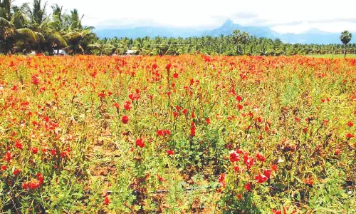பனிப்பொழிவால் கோழிக்கொண்டை பூக்கள் உற்பத்தி பாதிப்பு