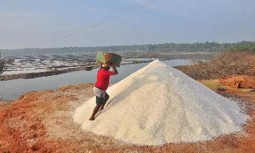 புத்தளம் பகுதியில் உப்பு உற்பத்தி பணி தீவிரம்