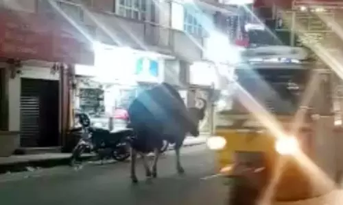 கோத்தகிரியில் சாலையில் சுற்றி திரிந்த காட்டெருமை