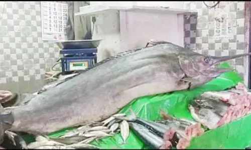 குன்னூா் சந்தைக்கு விற்பனைக்கு வந்த 100 கிலோ எடையுள்ள மயில் ரகம் மீன்