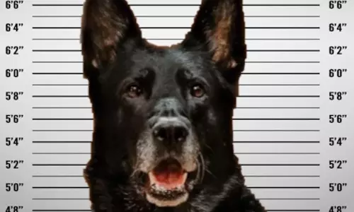 சிறை அதிகாரியின் மதிய உணவை திருடியதாக நாய் மீது புகார்- சமூக வலைதளத்தில் வைரலான வீடியோவால் பரபரப்பு