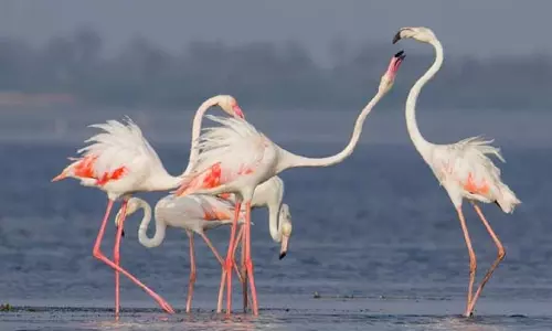 மதுராந்தகம்-செய்யூர் பகுதியில் 22 ஆயிரம் பறவைகள்: வனத்துறை அதிகாரிகள் தகவல்